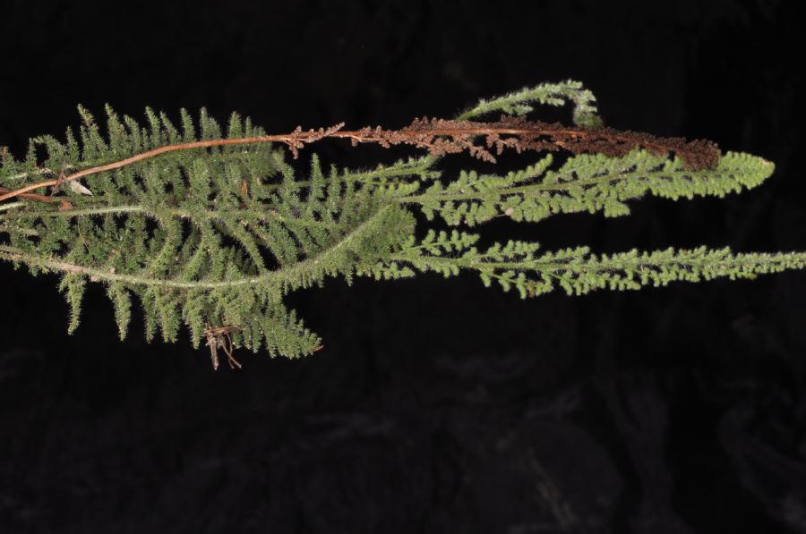 Anemiaceae Anemia millefolia