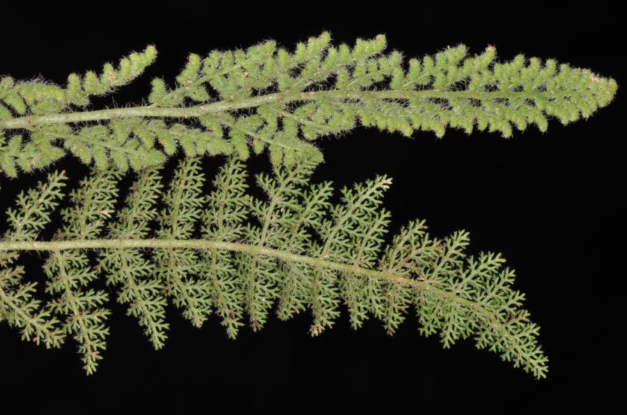 Anemiaceae Anemia millefolia