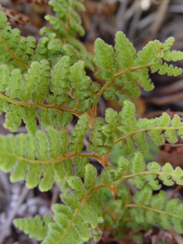 Anemiaceae Anemia gardneri