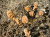 image of Cheilanthes goyazensis
