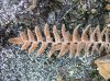image of Pleopeltis alborufula