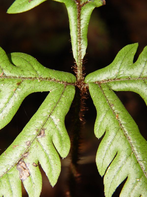 Pteridaceae Pteris limae