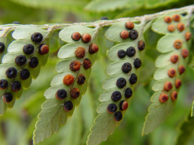 Dryopteridaceae Rumohra adiantiformis