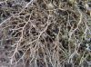 image of Selaginella sellowii