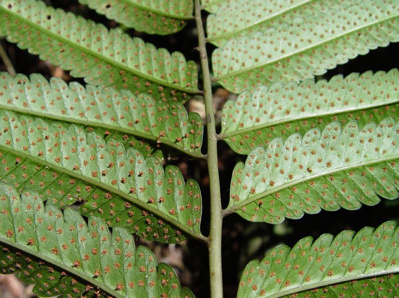 Dryopteridaceae Stigmatopteris tyucana