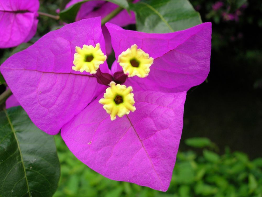 Nyctaginaceae Bougainvillea spectabilis