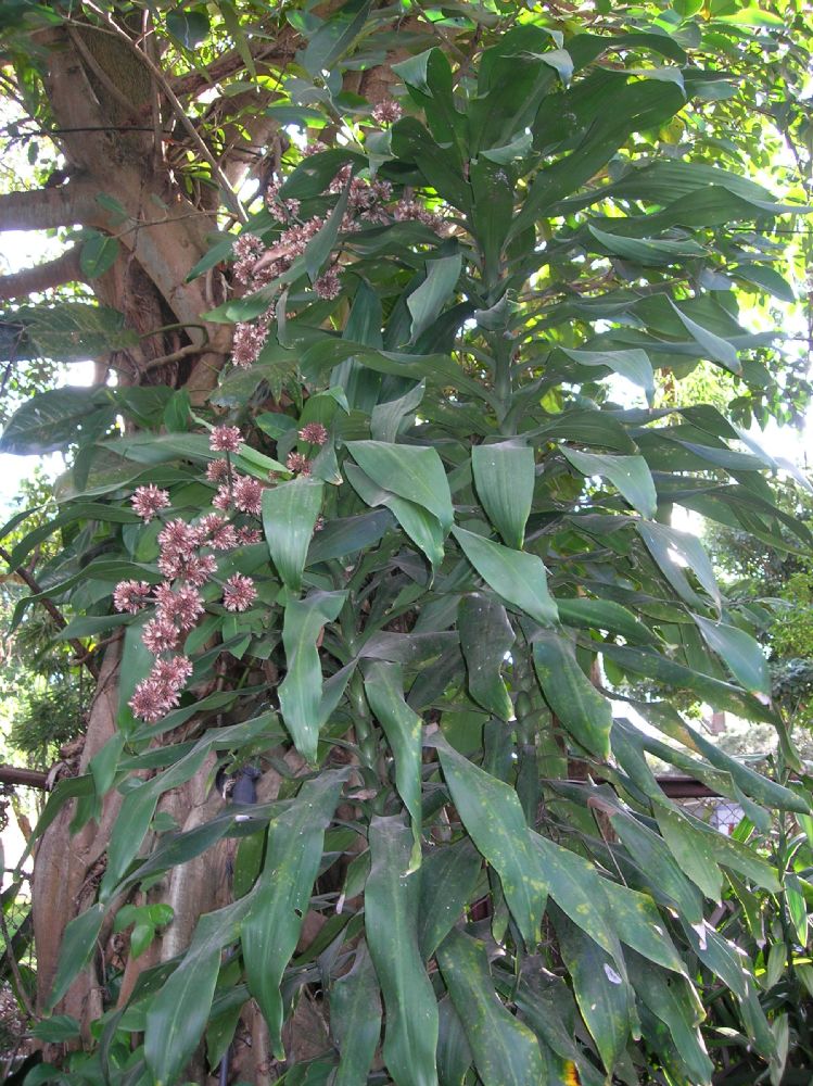 Asparagaceae Dracaena fragrans