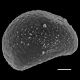 image of Campyloneurum sphenodes