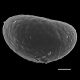 image of Campyloneurum sphenodes