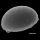 image of Campyloneurum sphenodes