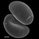 image of Campyloneurum sphenodes