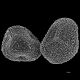 image of Lygodium hians