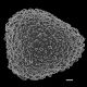image of Lygodium hians
