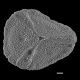 image of Lygodium longifolium