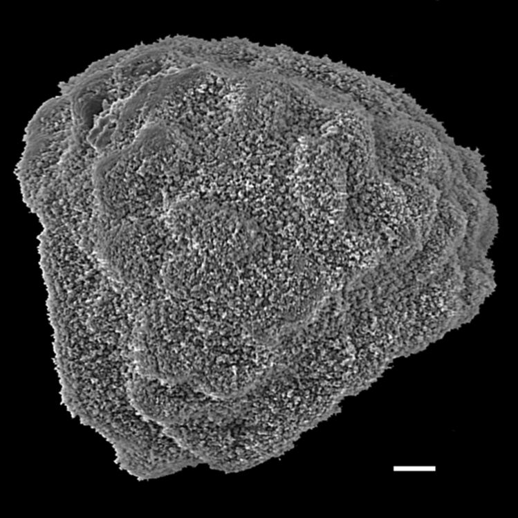 Lygodiaceae Lygodium longifolium