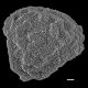 image of Lygodium longifolium