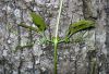 image of Bignonia capreolata