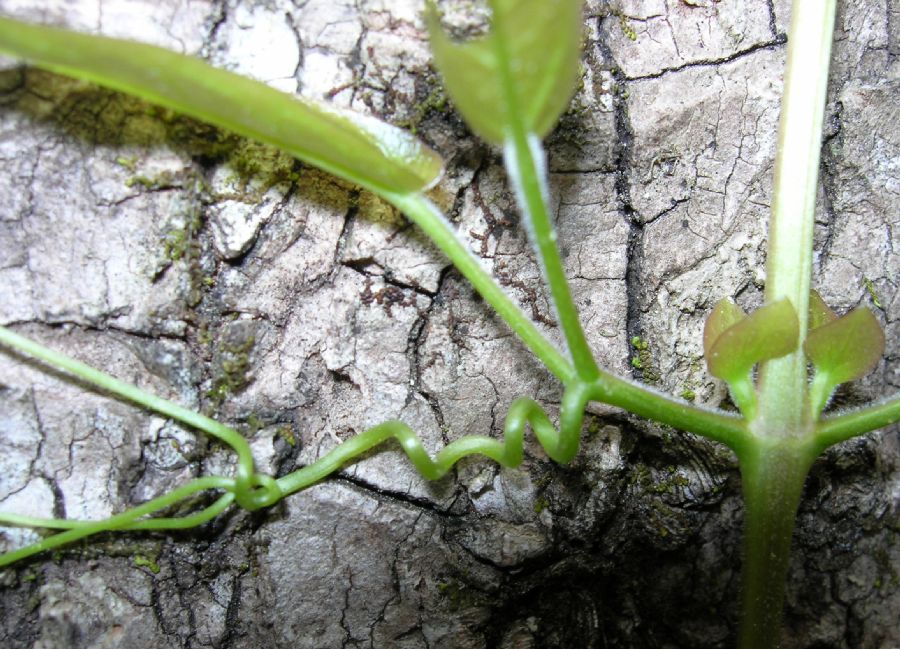 Bignoniaceae Bignonia capreolata