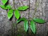 image of Bignonia capreolata