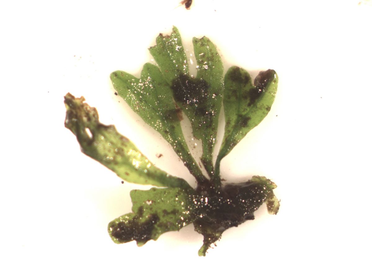 Lomariopsidaceae Lomariopsis vestita