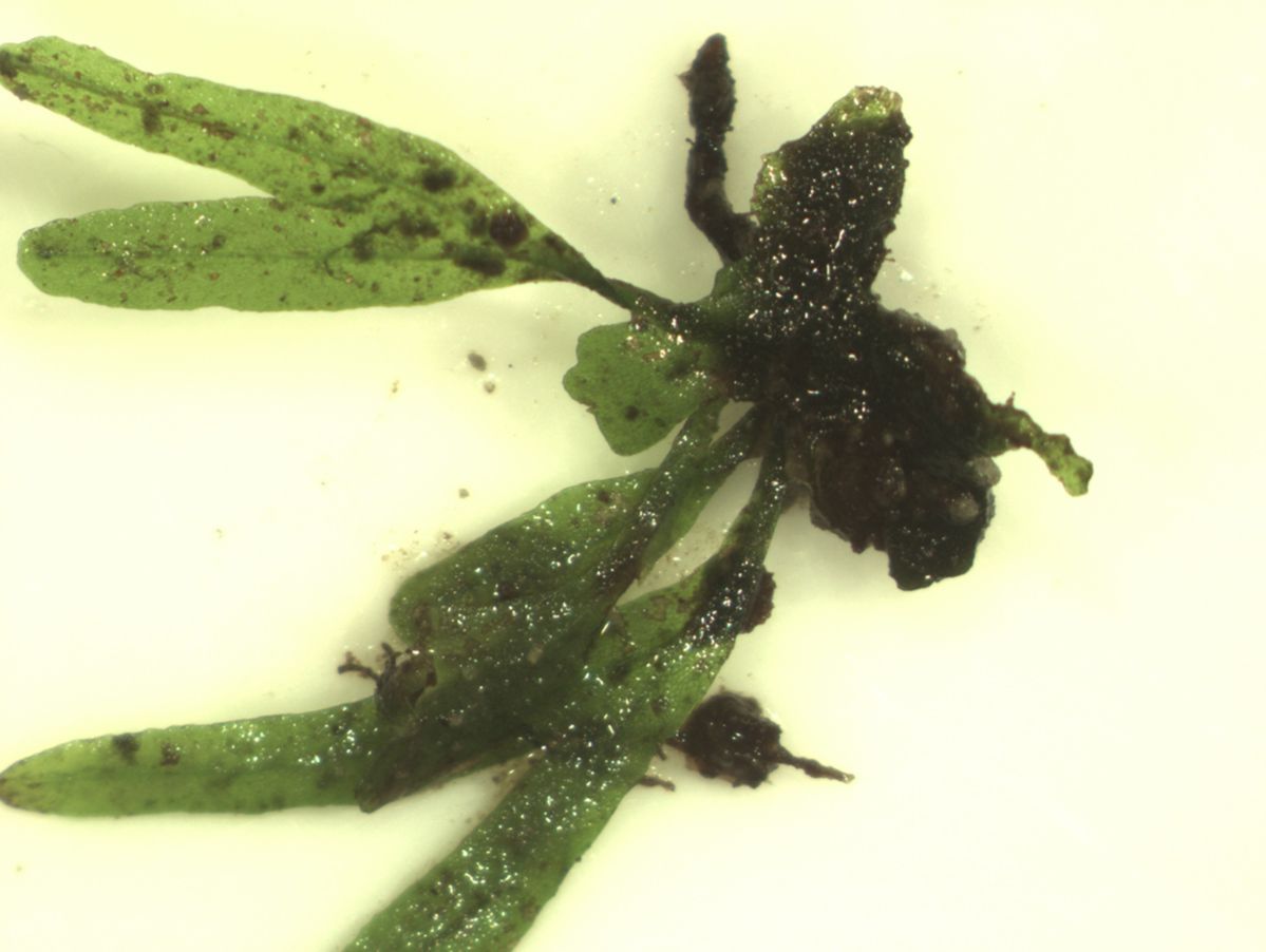 Lomariopsidaceae Lomariopsis vestita