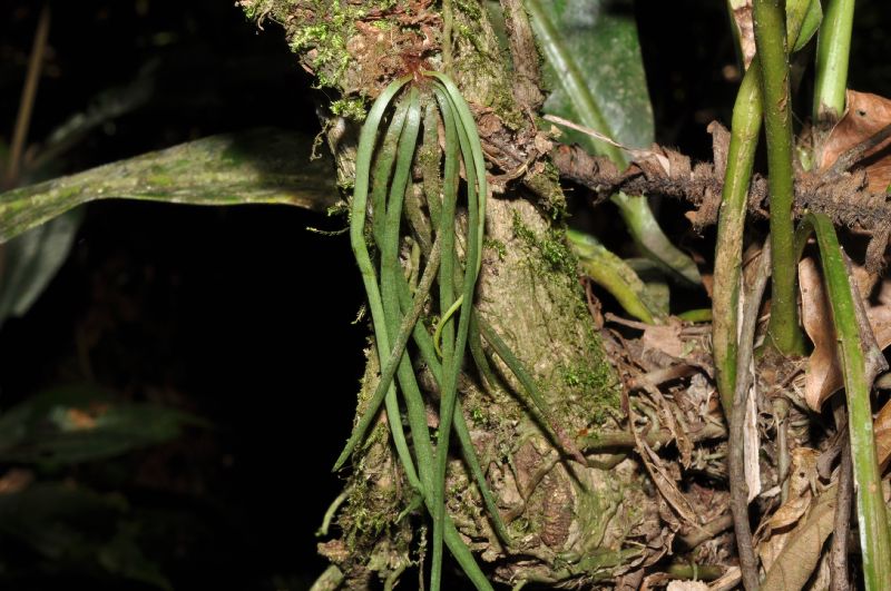 Pteridaceae Vittaria graminifolia