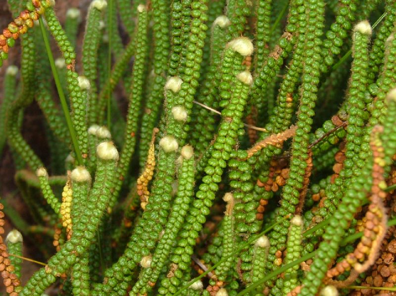 Pteridaceae Jamesonia brasiliensis