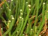image of Jamesonia brasiliensis