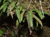 image of Lellingeria tamandarei