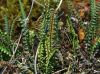 image of Melpomene peruviana