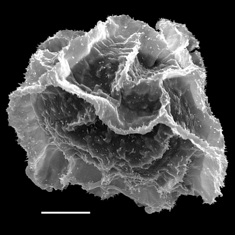 Lomariopsidaceae Bolbitis heteroclita