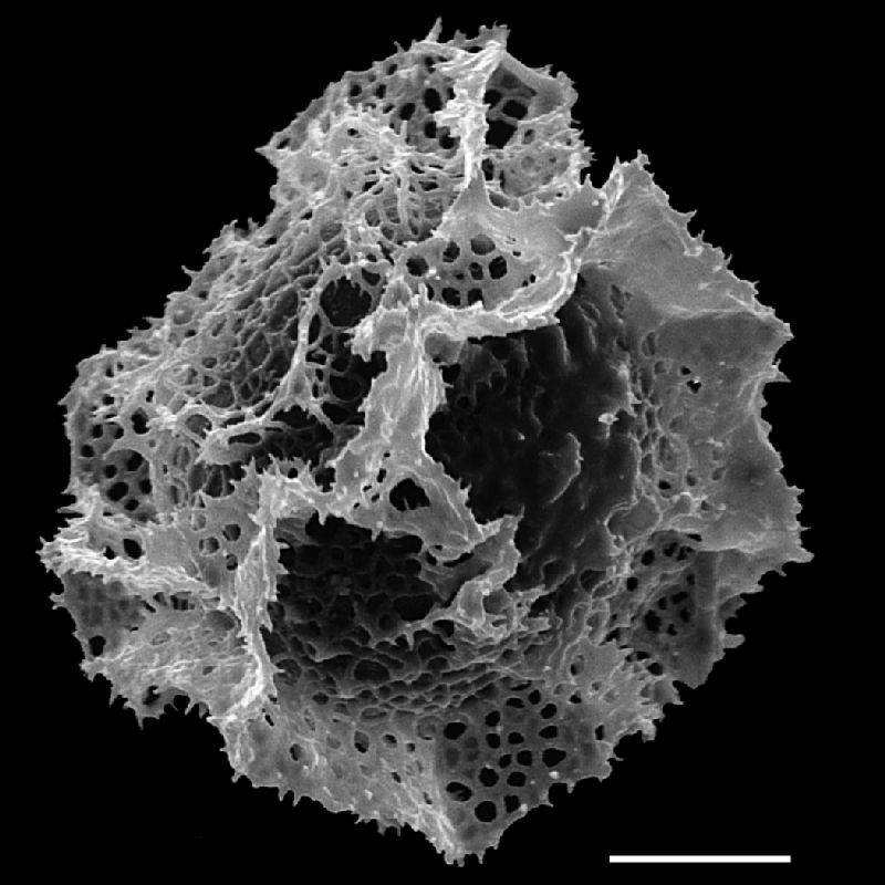 Lomariopsidaceae Bolbitis appendiculata