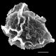 image of Bolbitis heteroclita