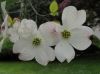 image of Cornus florida
