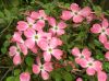image of Cornus florida