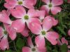 image of Cornus florida