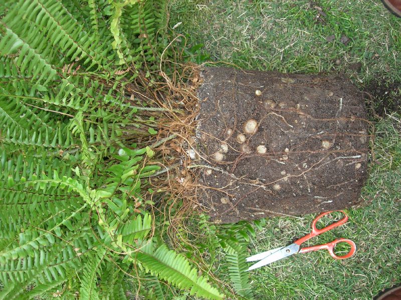 Nephrolepidaceae Nephrolepis cordifolia
