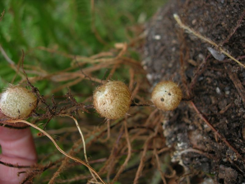 Nephrolepidaceae Nephrolepis cordifolia