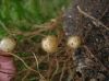 image of Nephrolepis cordifolia