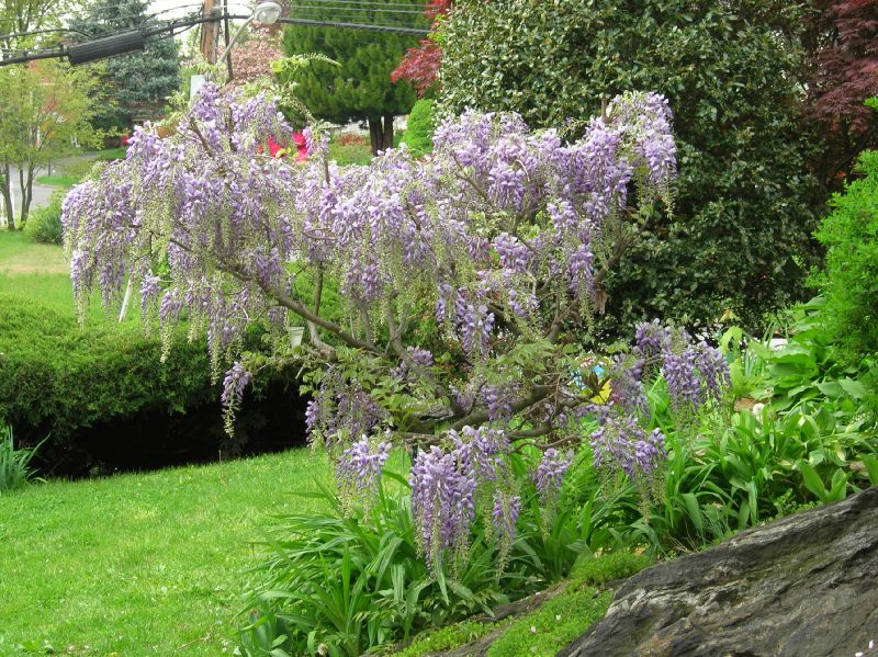 Fabaceae Wisteria 