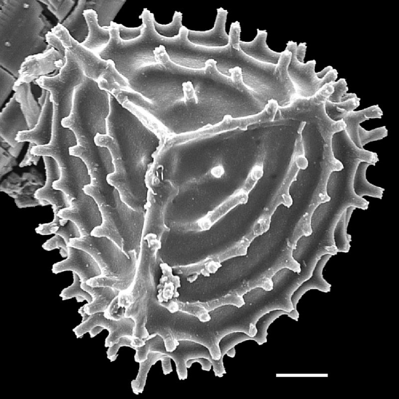 Anemiaceae Anemia nicaraguensis