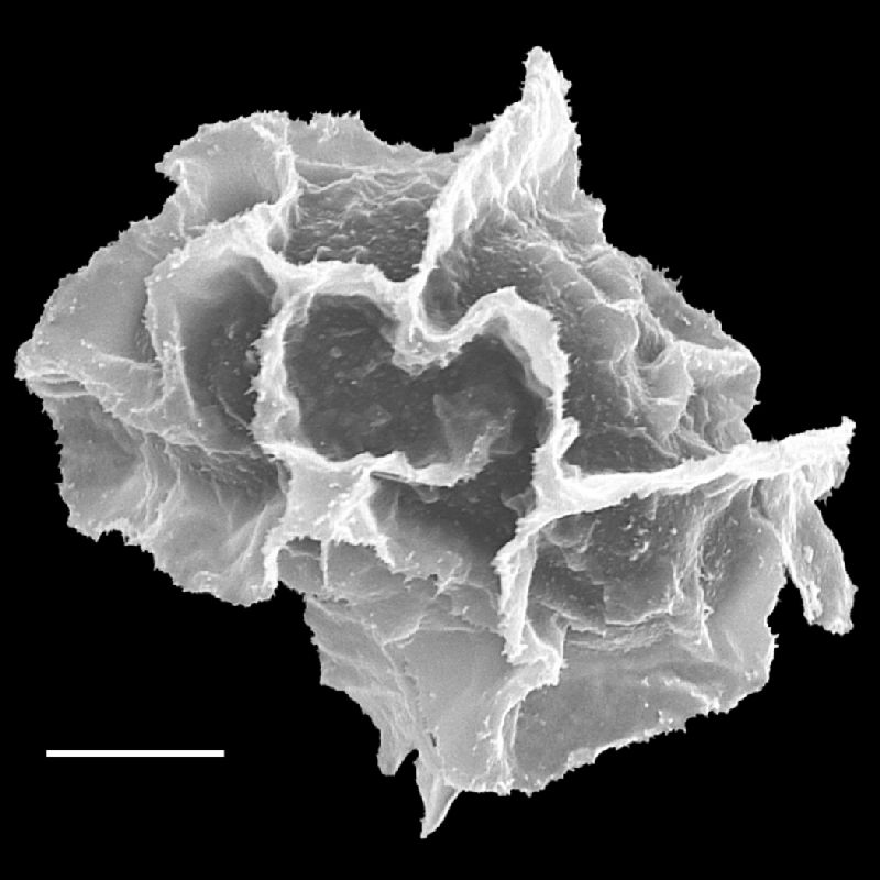 Lomariopsidaceae Bolbitis subcordata