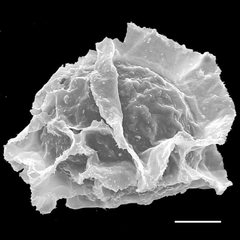 Lomariopsidaceae Bolbitis subcordata
