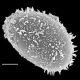image of Leptochilus lanceolatus