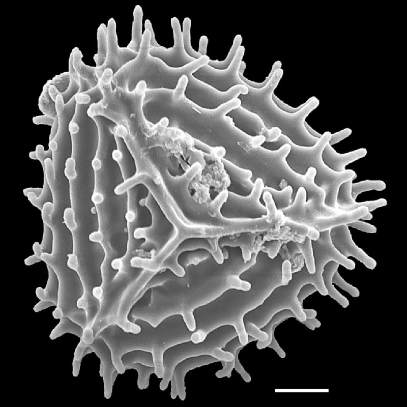 Anemiaceae Anemia collina