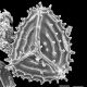 image of Anemia nicaraguensis