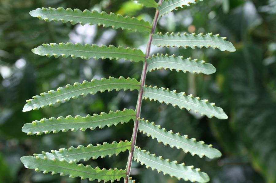 Polypodiaceae Lecanopteris carnosa