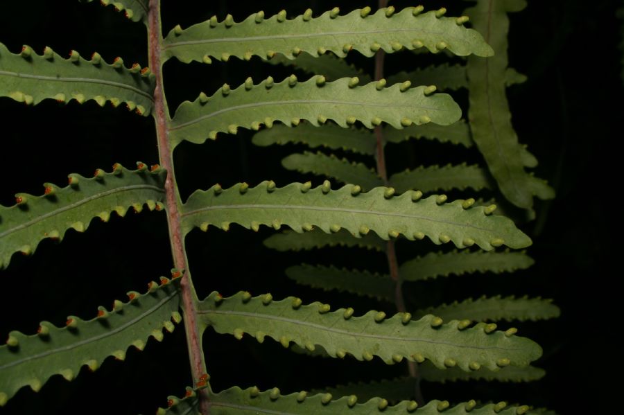 Polypodiaceae Lecanopteris carnosa
