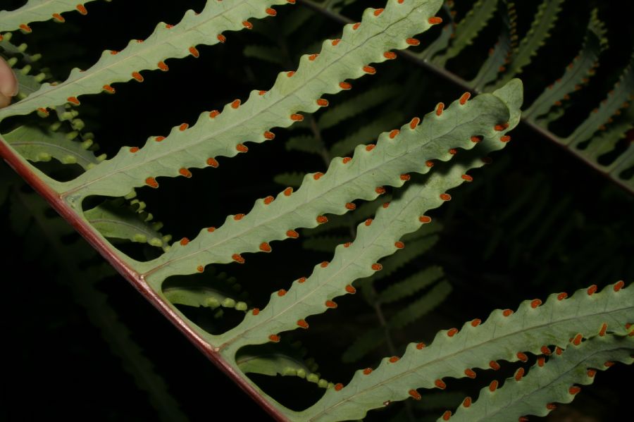 Polypodiaceae Lecanopteris carnosa