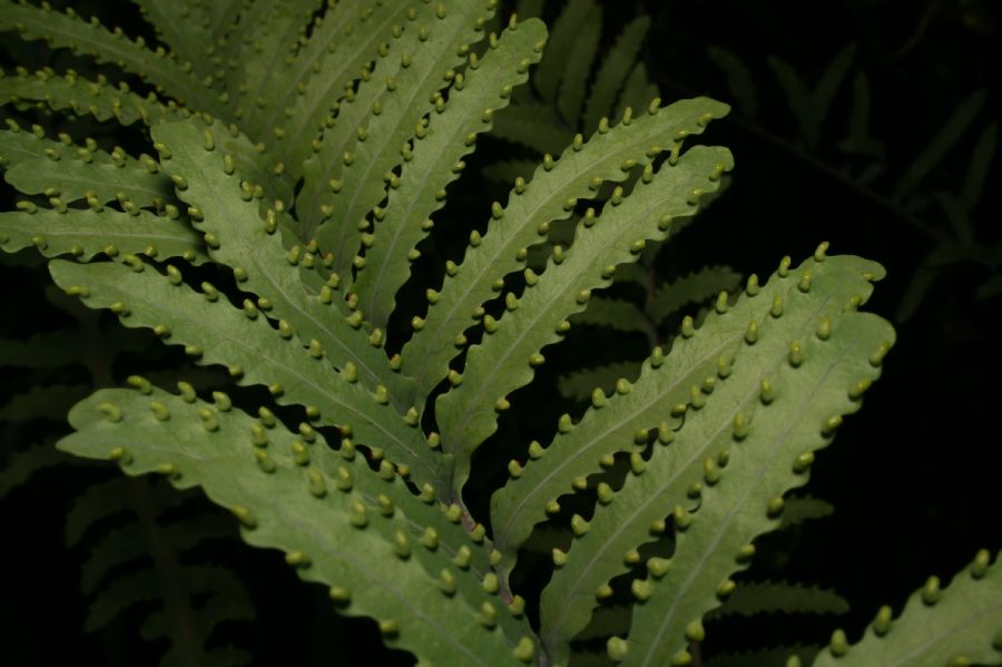 Polypodiaceae Lecanopteris carnosa